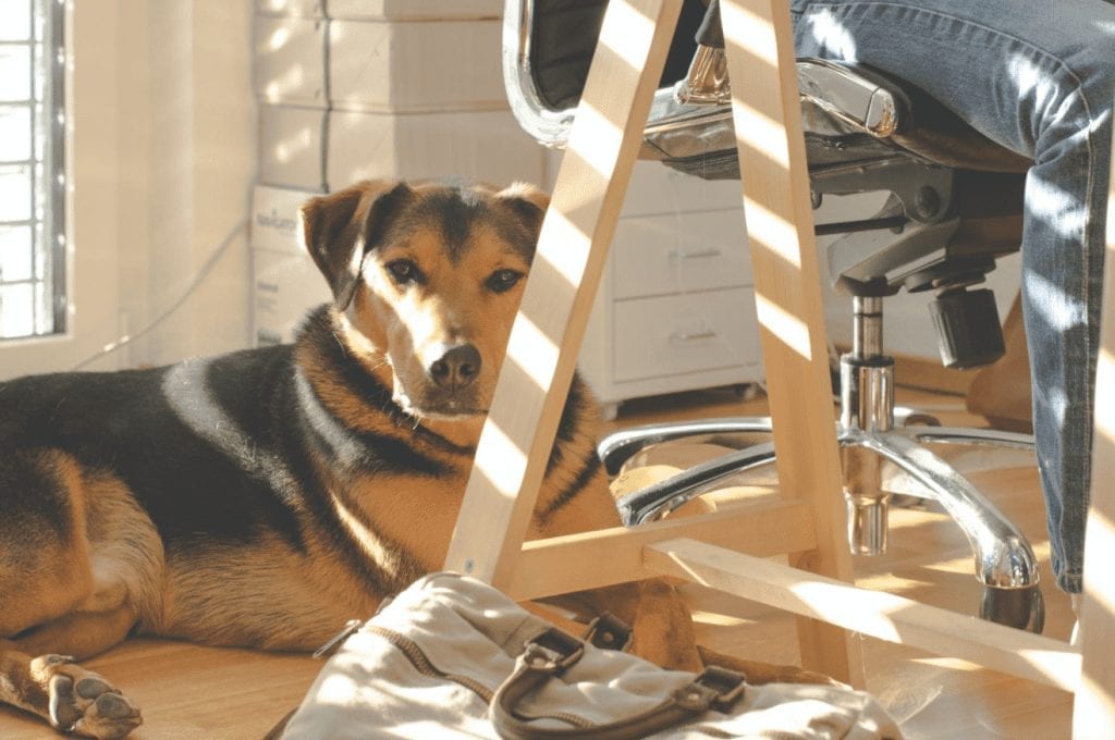 Best Practices for Taking Your Dog to Work Best Practices for Taking Your Dog to Work 