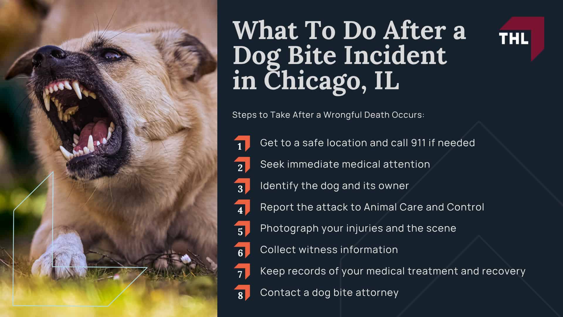 Meet Our Team of Experienced Chicago Dog Bite Attorneys; What To Do After a Dog Bite Incident in Chicago, IL