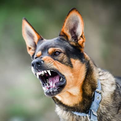 edwardsville dog bite lawyer; edwardsville dog bite injury attorney; edwardsville dog bite lawsuit faq; edwardsville dog bite injury law firm; edwardsville dog attack lawyer