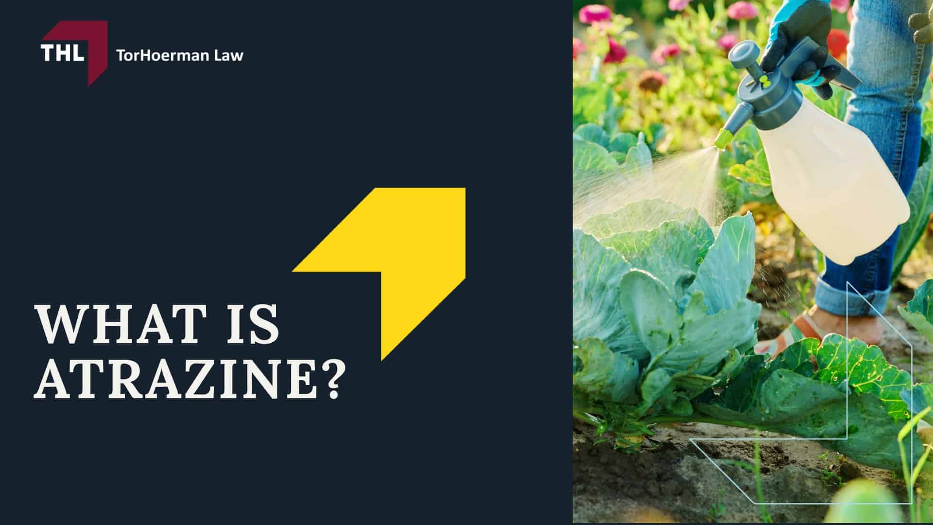 Atrazine Lawsuit - Overview of the Atrazine Lawsuit Investigation - torhoerman law; Atrazine Lawsuit - What is Atrazine - torhoerman law
